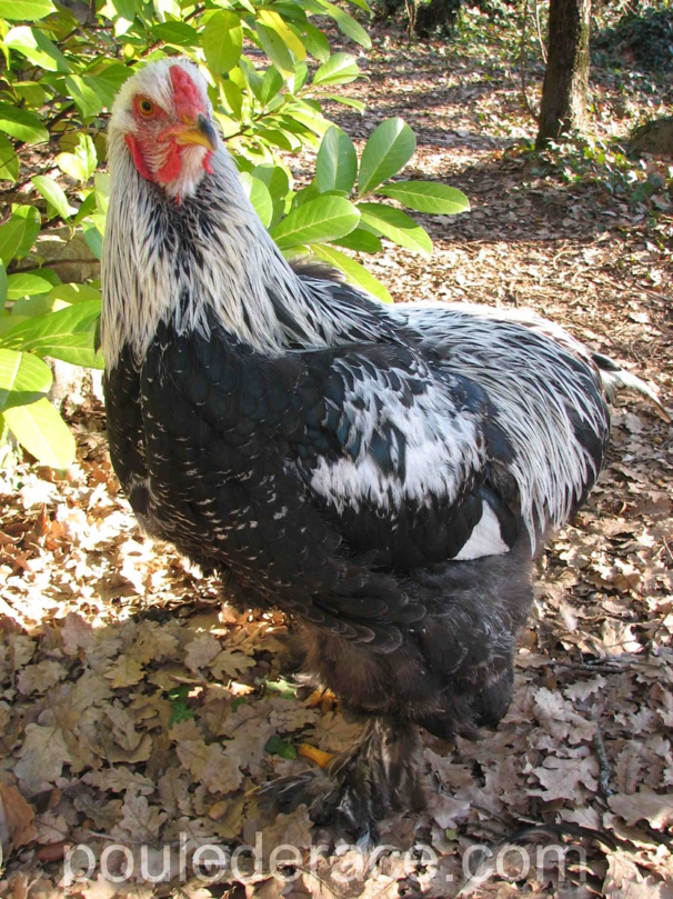 Mon jeune reproducteur Brahma  " perdrix argenté maillé"