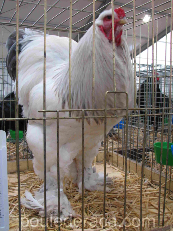 Coq Brahma blanc herminé bleu Coq Brahma blanc herminé bleu