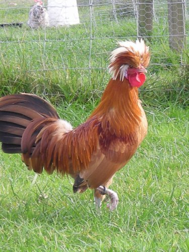 coq fauve à huppe blanche coq fauve à huppe blanche