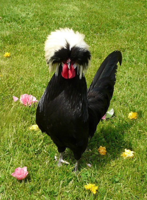 coq noir à huppe blanche coq noir à huppe blanche