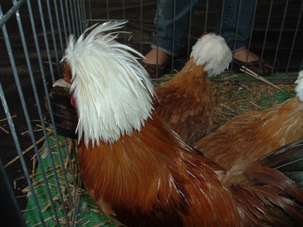 huppe blanche d'un coq fauve huppe blanche d'un coq fauve