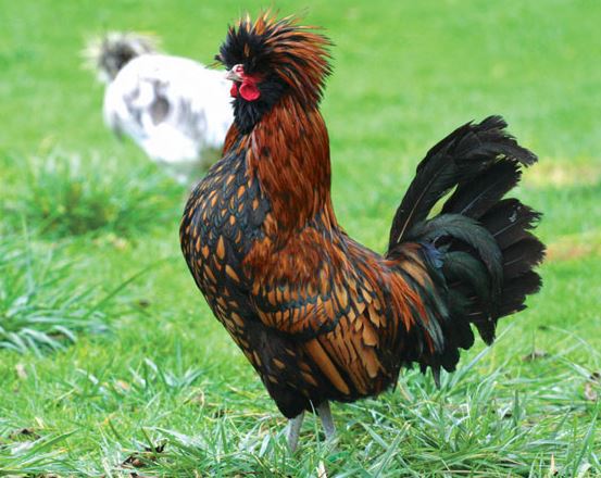 coq Padoue doré