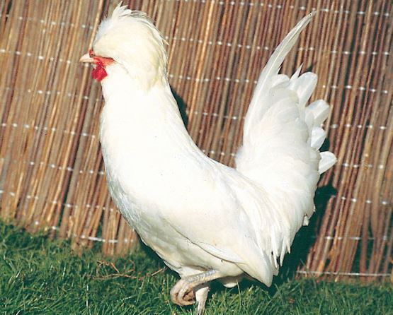 Coq Padoue Blanc