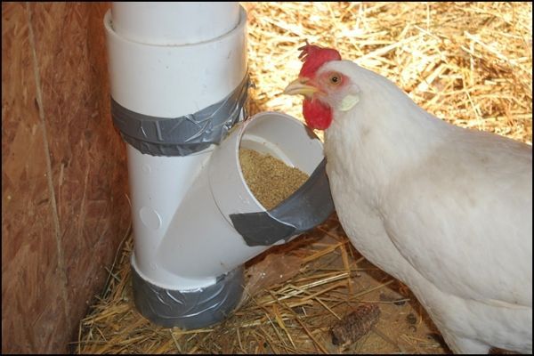 adapter le diamètre et la hauteur en fonction de la race de poule