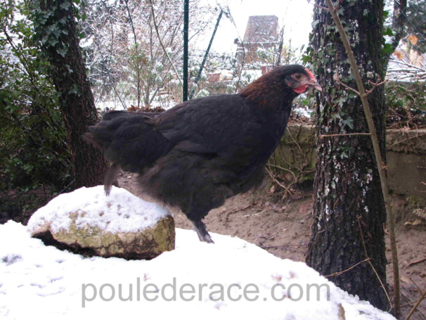 La neige VS poules La neige VS poules