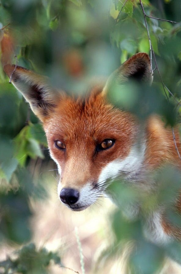 Le renard attaque aussi en plein jour