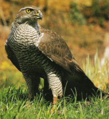 l'autour des palombes l'autour des palombes