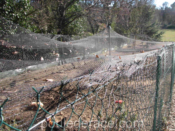 le filet la protection idéale contre les rapaces le filet la protection idéale contre les rapaces