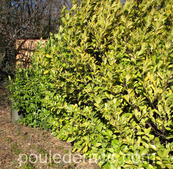 une haie de laurier palme idéale pour que les poules se cachent une haie de laurier palme idéale pour que les poules se cachent