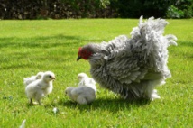 Bantam de Pékin grise frisée Bantam de Pékin grise frisée