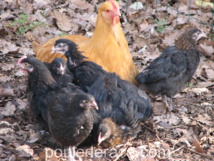 mon Orpington avec ses poussins mon Orpington avec ses poussins