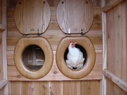 Les pondoirs pour poules 