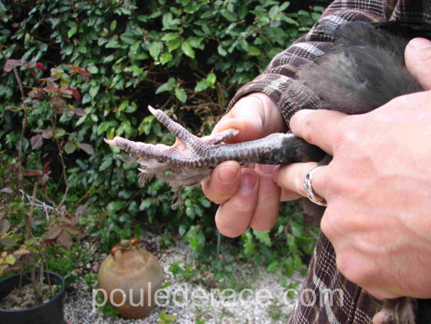 Comment baguer une poule Comment baguer une poule