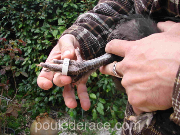 Comment baguer une poule Comment baguer une poule