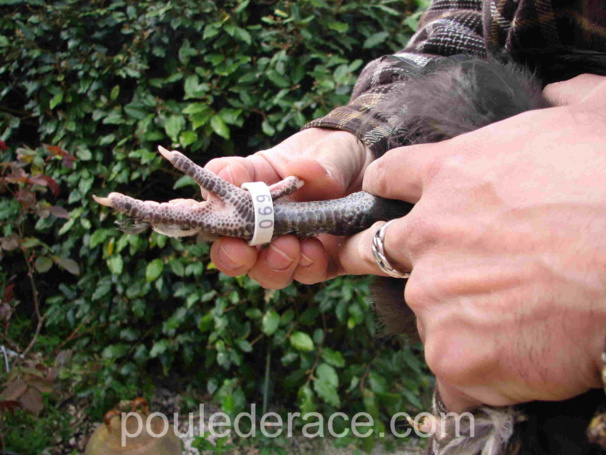 Comment baguer une poule Comment baguer une poule