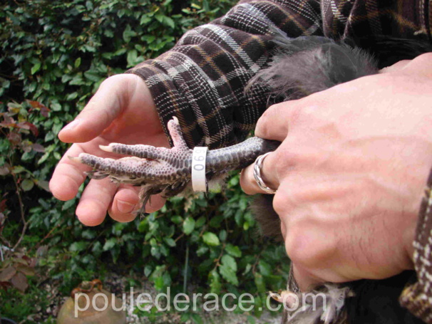 Comment baguer une poule Comment baguer une poule