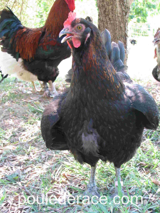 poule marans qui a chaud poule marans qui a chaud