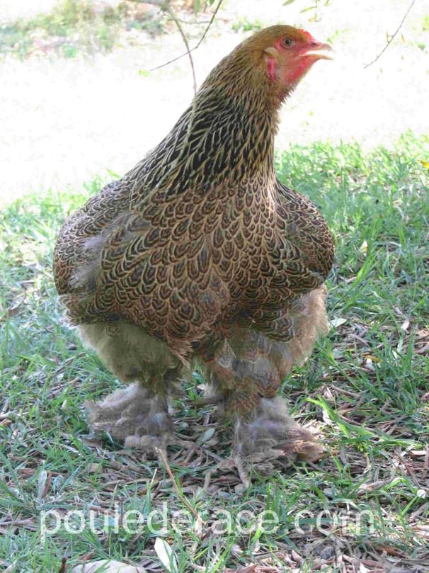 Une brahma qui a chaud Une brahma qui a chaud