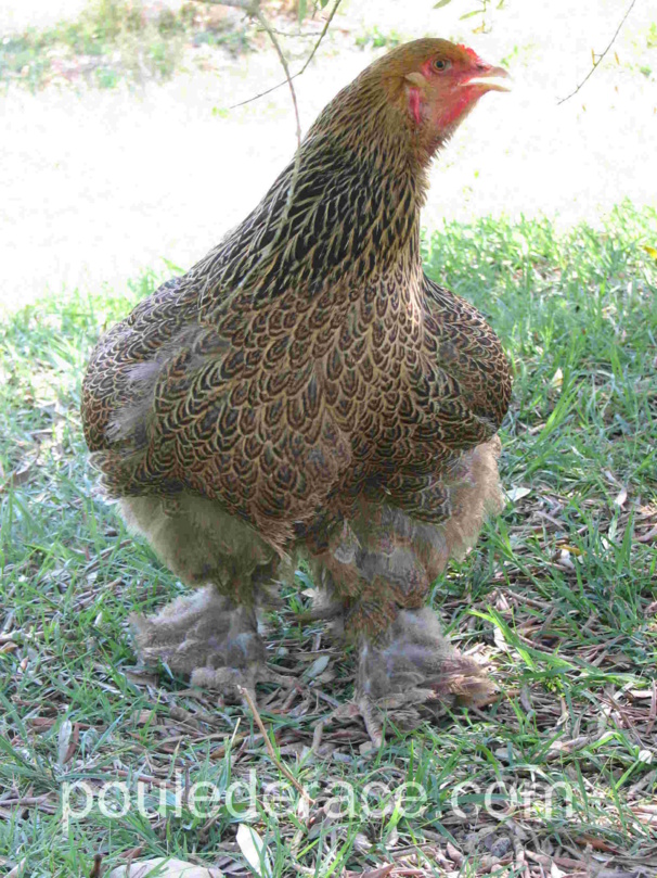 Une brahma qui a chaud