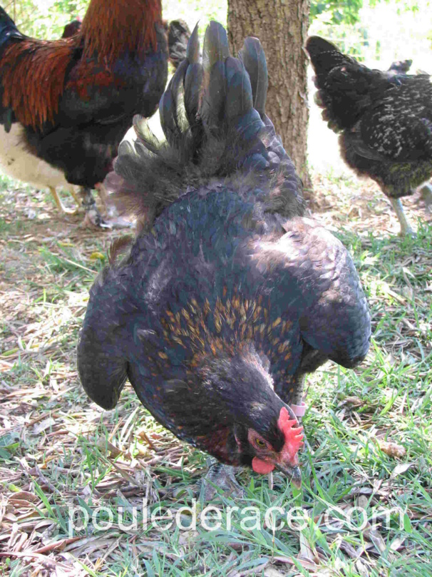 Une poule qui a chaud, le vit tres bien si elle a une endroit ou se mettre à l'ombre et à boire de l'eau propre Une poule qui a chaud, le vit tres bien si elle a une endroit ou se mettre à l'ombre et à boire de l'eau propre