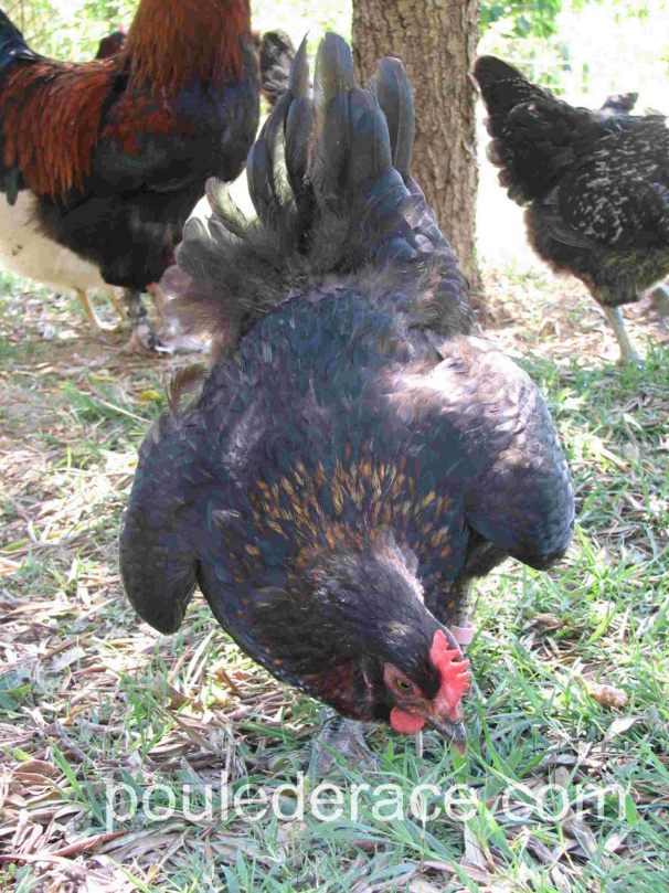 Une poule qui a chaud, le vit tres bien si elle a une endroit ou se mettre à l'ombre et à boire de l'eau propre