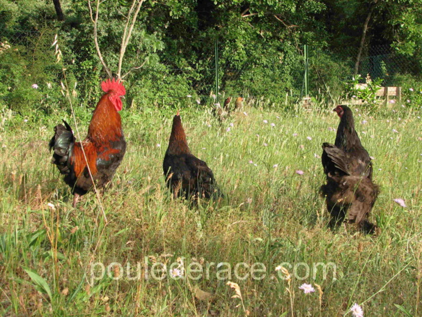 mes poules sur leur parcours herbeux !