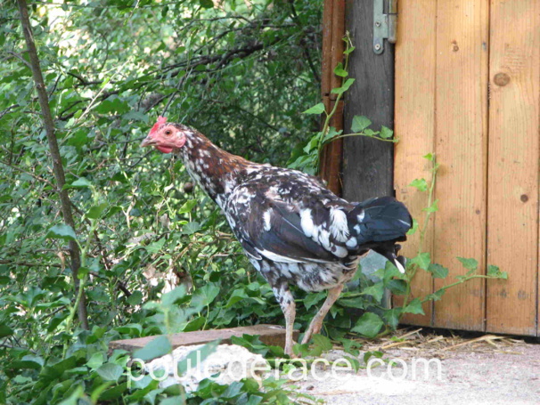 Poule Espagnole Poule Espagnole