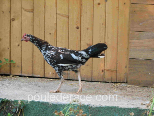 Poule Espagnole