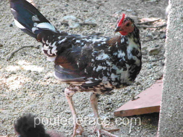 Poule Espagnole Poule Espagnole
