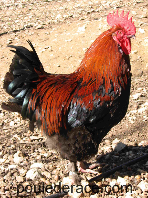 3 eme fête europeenne de la poule de Marans