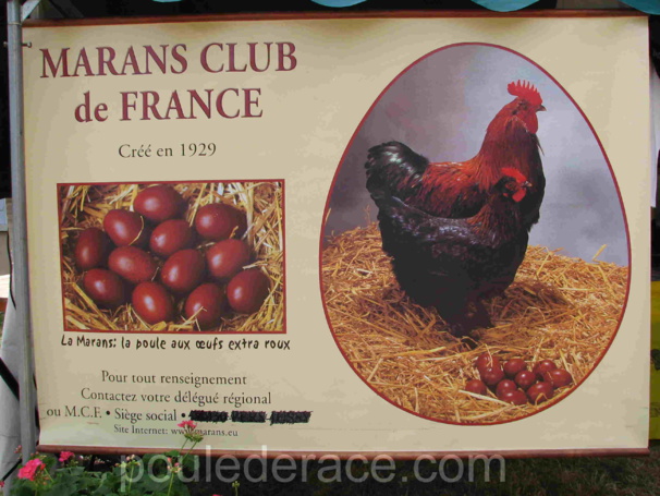 Fête europeenne de la poule de Marans 