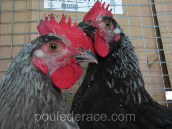 une poule bleue à camail argenté et une noire à camail argenté une poule bleue à camail argenté et une noire à camail argenté
