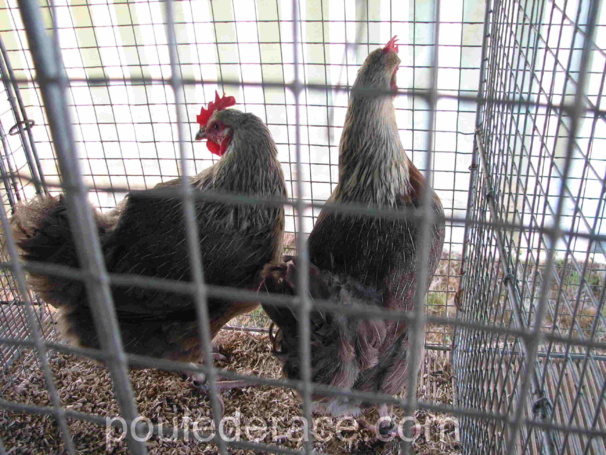 poules "saumon argenté"