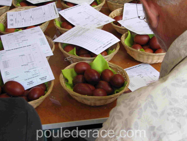 jugement des oeufs de Marans jugement des oeufs de Marans