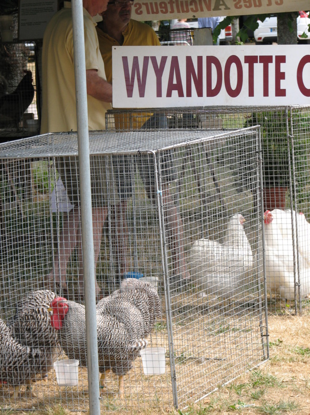 le club de la Wyandotte était présent