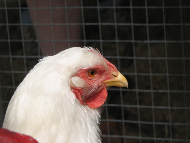 poule Wyandotte blance poule Wyandotte blance