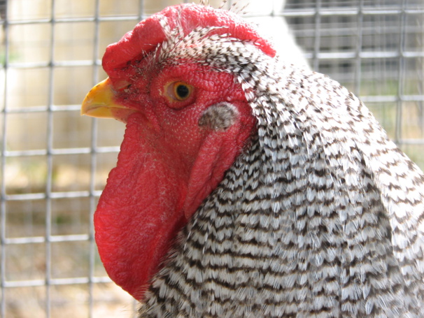 Coq Wyandotte Coq Wyandotte