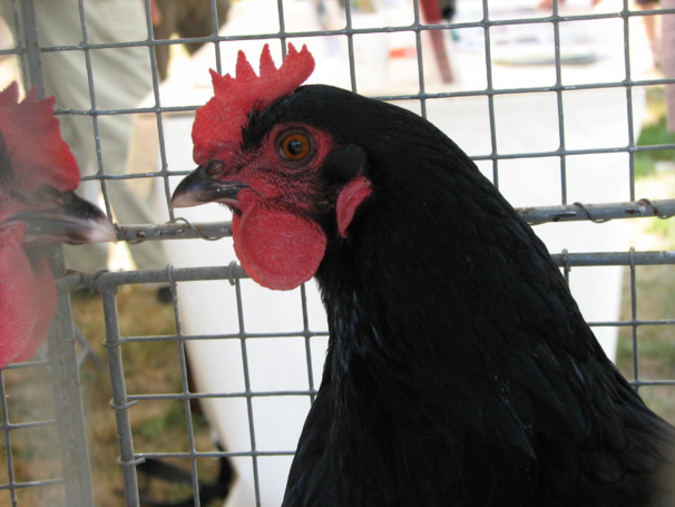 poule noire du Berry poule noire du Berry