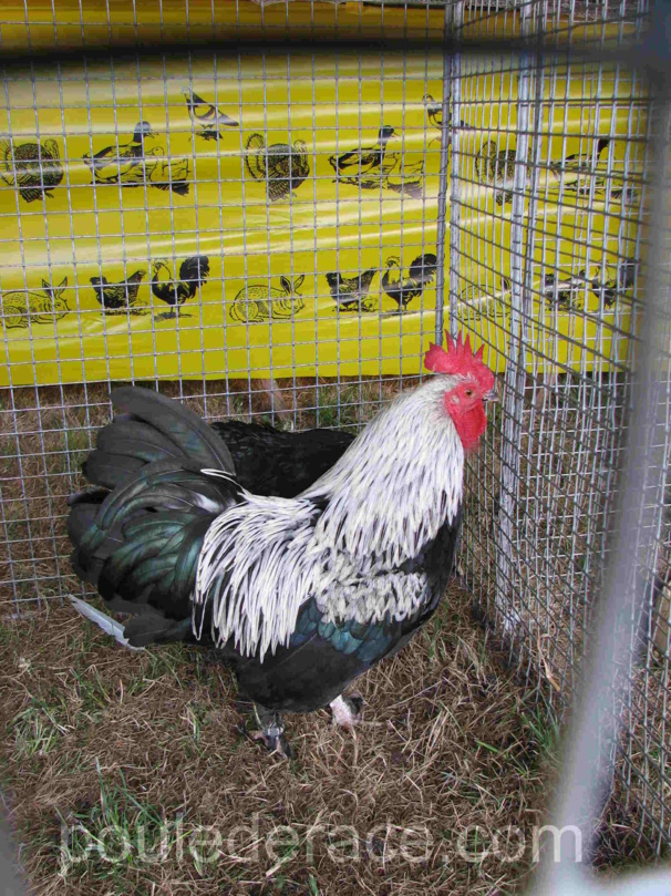 Coq Marans nain Noir à camail argenté