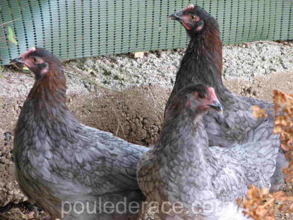 La Marans "bleu à camail cuivré" La Marans "bleu à camail cuivré"