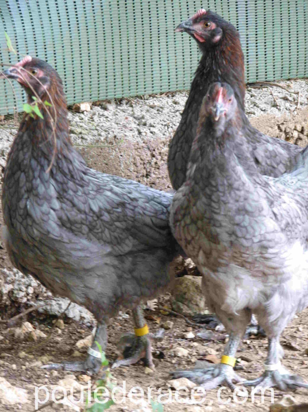 La Marans "bleu à camail cuivré"