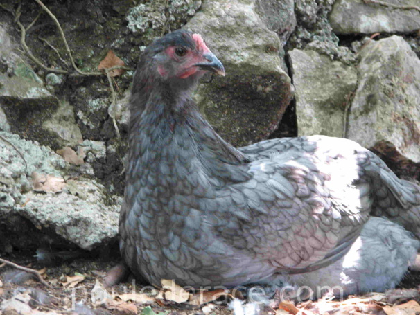 La Marans "bleu à camail cuivré"