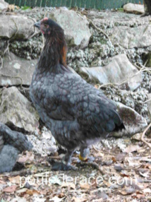 La Marans "bleu à camail cuivré" La Marans "bleu à camail cuivré"