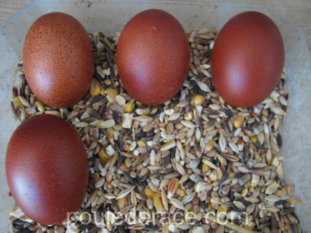 evolution de la couleur avec les 4 premiers oeufs evolution de la couleur avec les 4 premiers oeufs