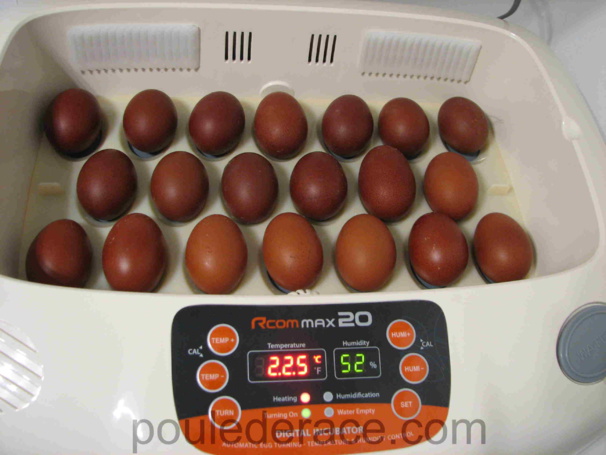 mis en place des oeufs dans la couveuse mis en place des oeufs dans la couveuse