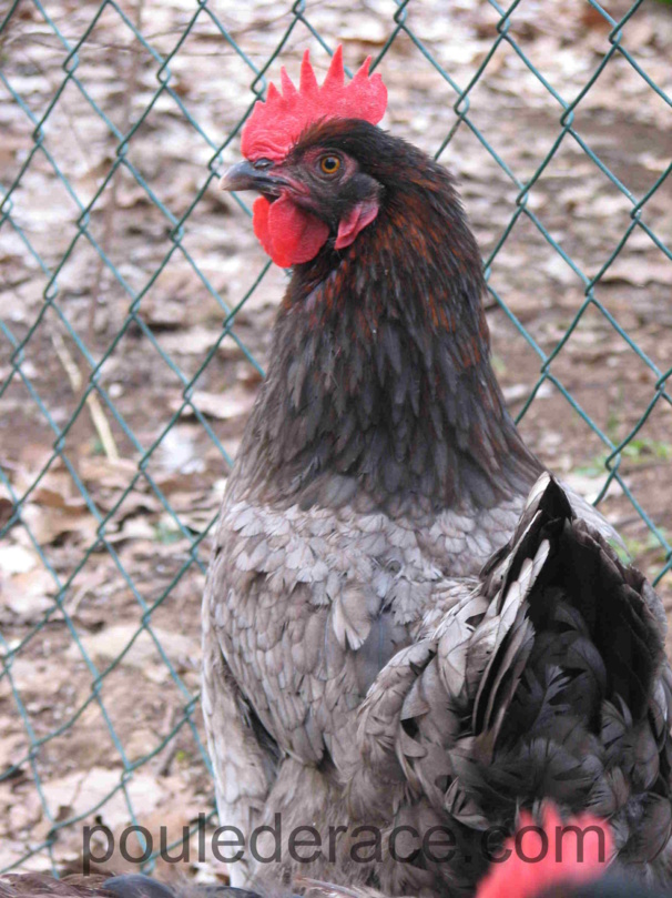 La Marans "bleu à camail cuivré"