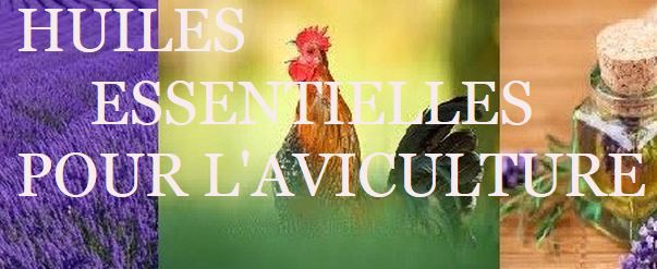 Des huiles essentielles pour nos poules