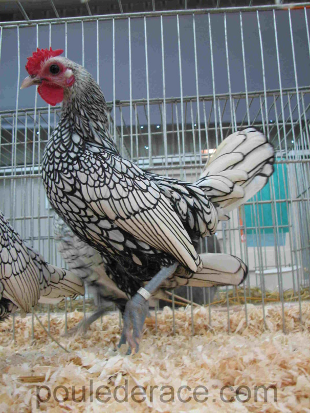 coq sebright coq sebright