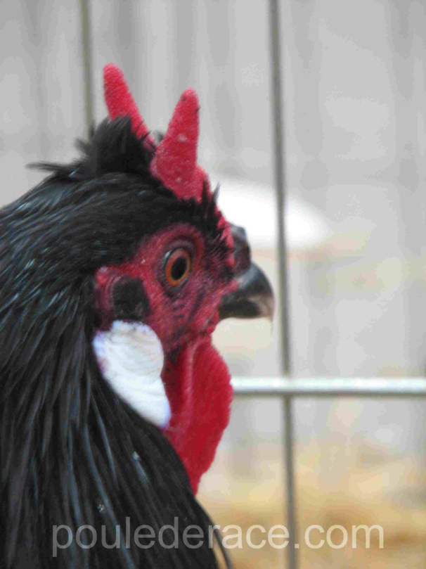 Coq la fleche GR Coq la fleche GR