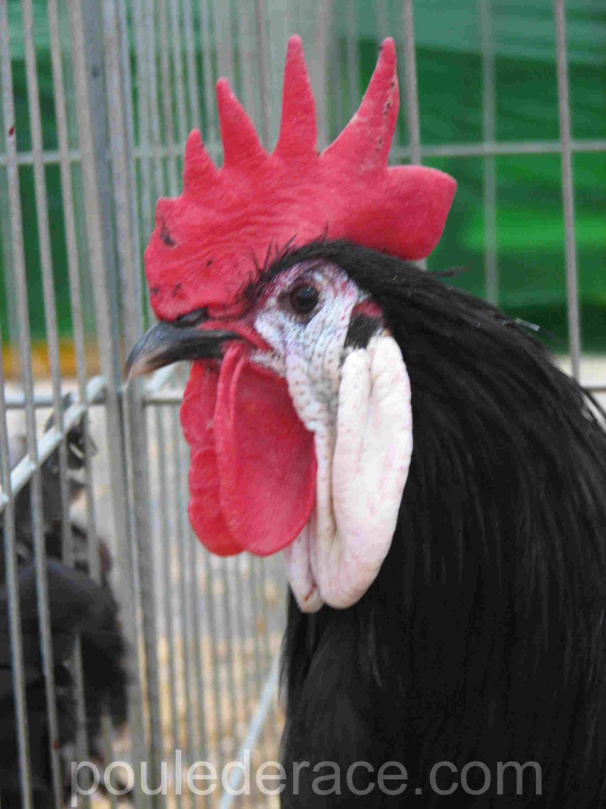 Coq espagnole à face blanche Coq espagnole à face blanche